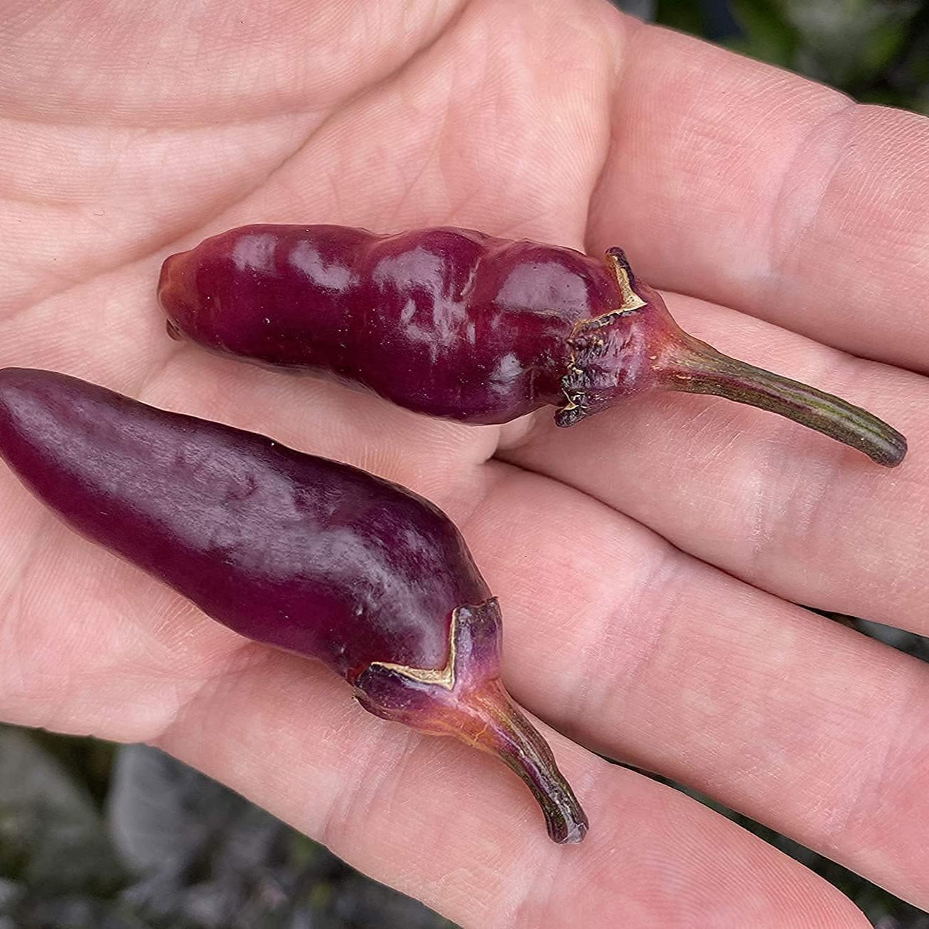 Pink Bubblegum Pepper Seeds prime day up to 50%
