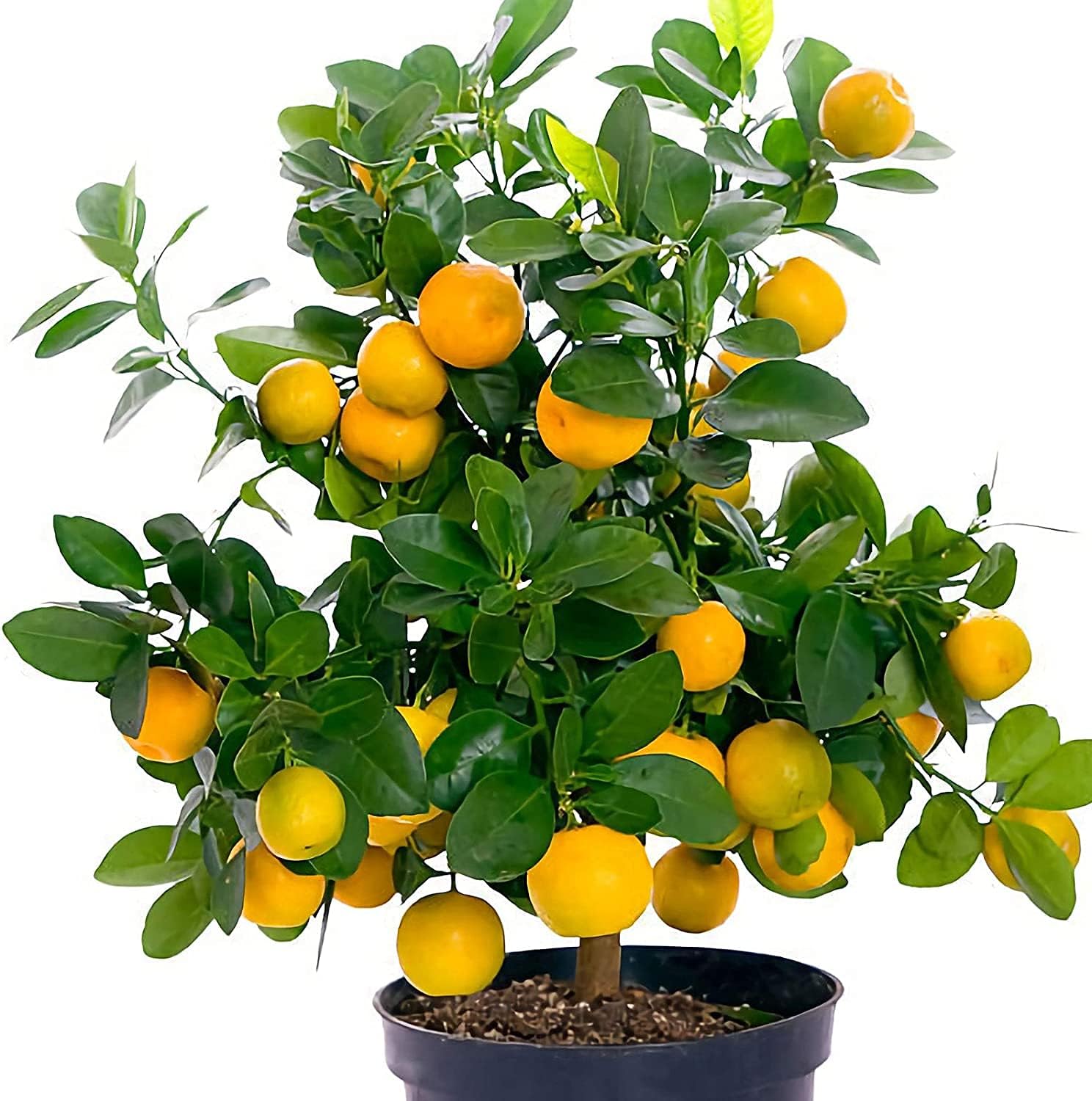 Bonsai Orange Tree Seeds up to 50%