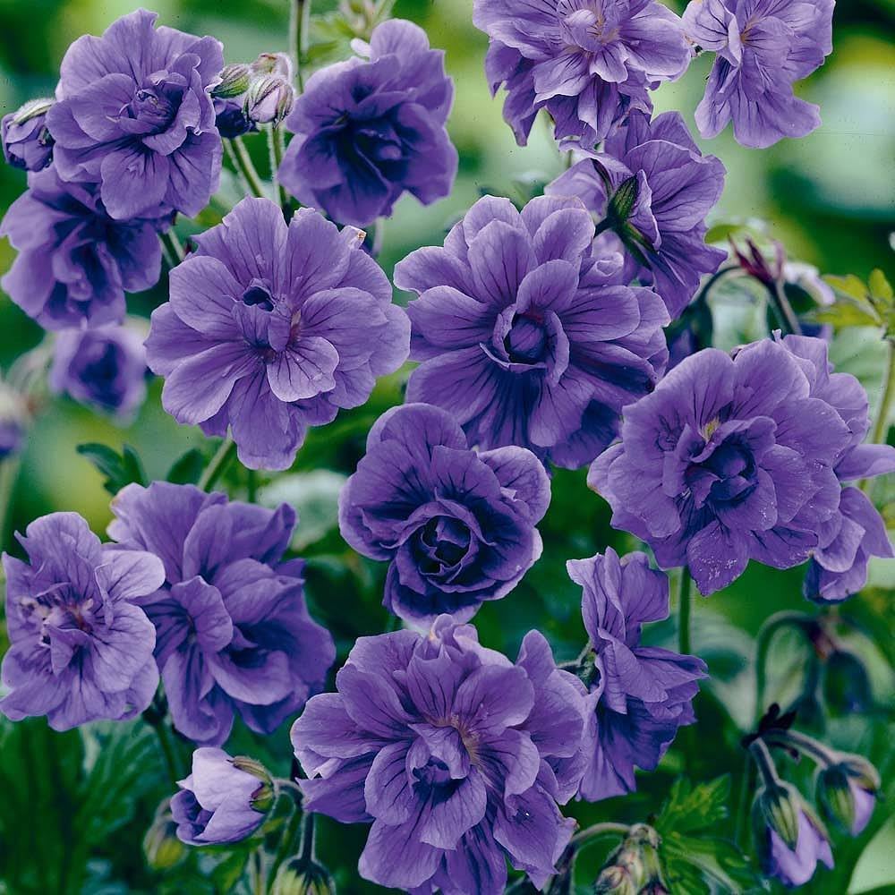 Violet Double Geranium Seeds – Rare Perennial Flower for Garden &amp; Pollinators – Up to 50%