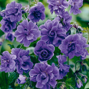 Double Geranium Seeds - Violet