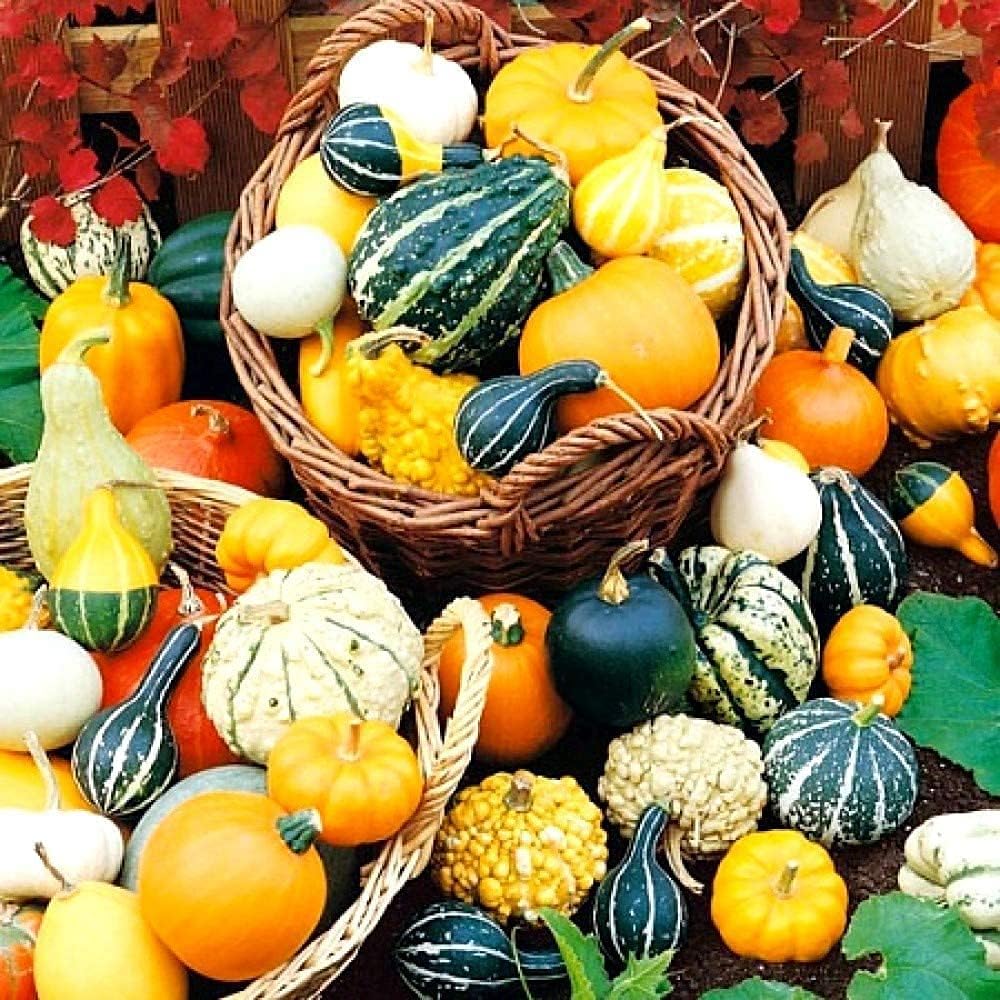Decorative Pumpkin Mix Seeds up to 50%