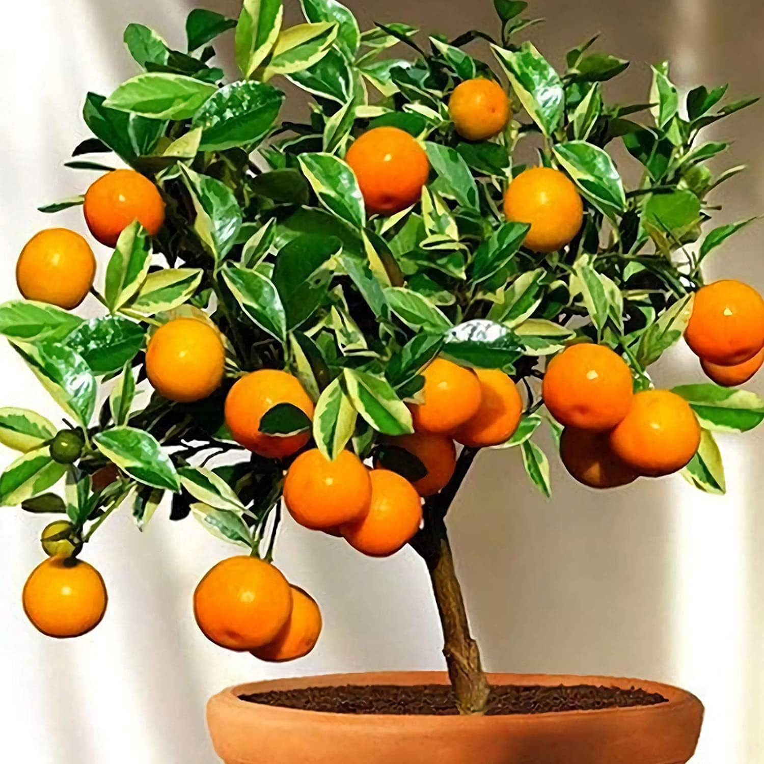 bonsai orange tree seeds Bonsai Orange Tree Seeds up to 50%