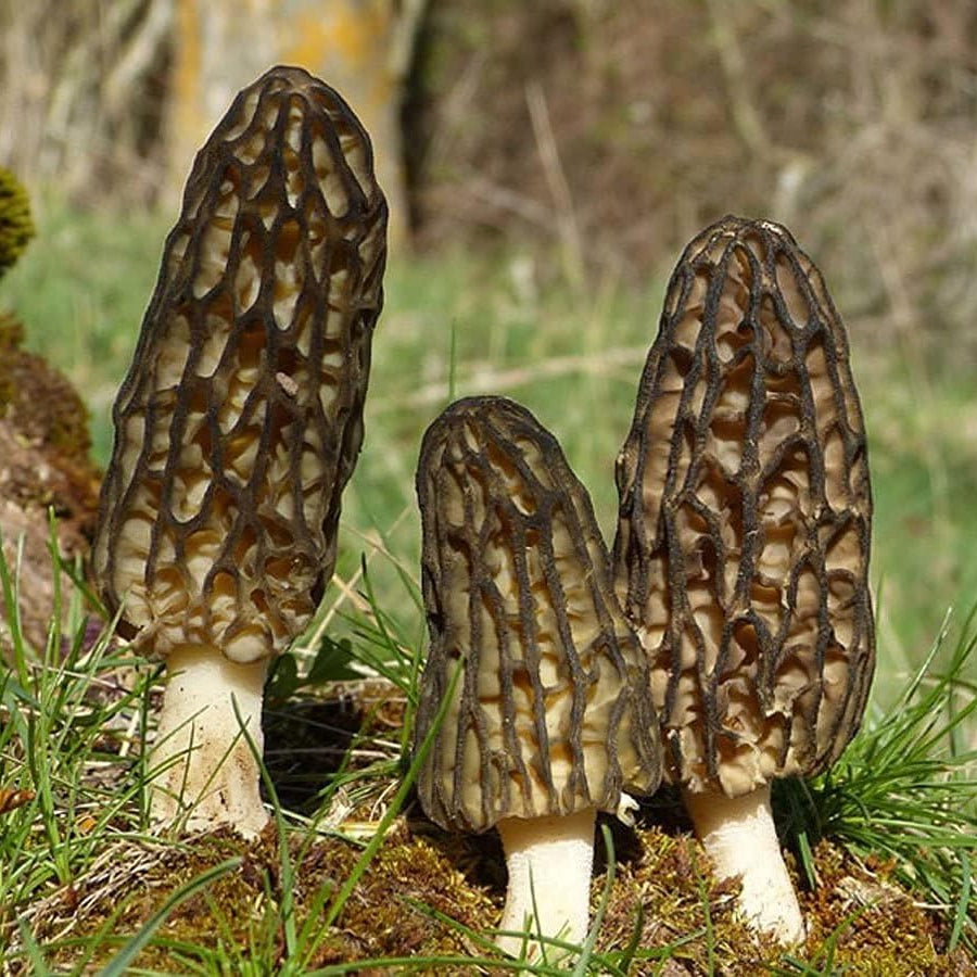 Black Morel Mushroom Seeds – Non-GMO Mycelium Spores for Planting – Up to 50%