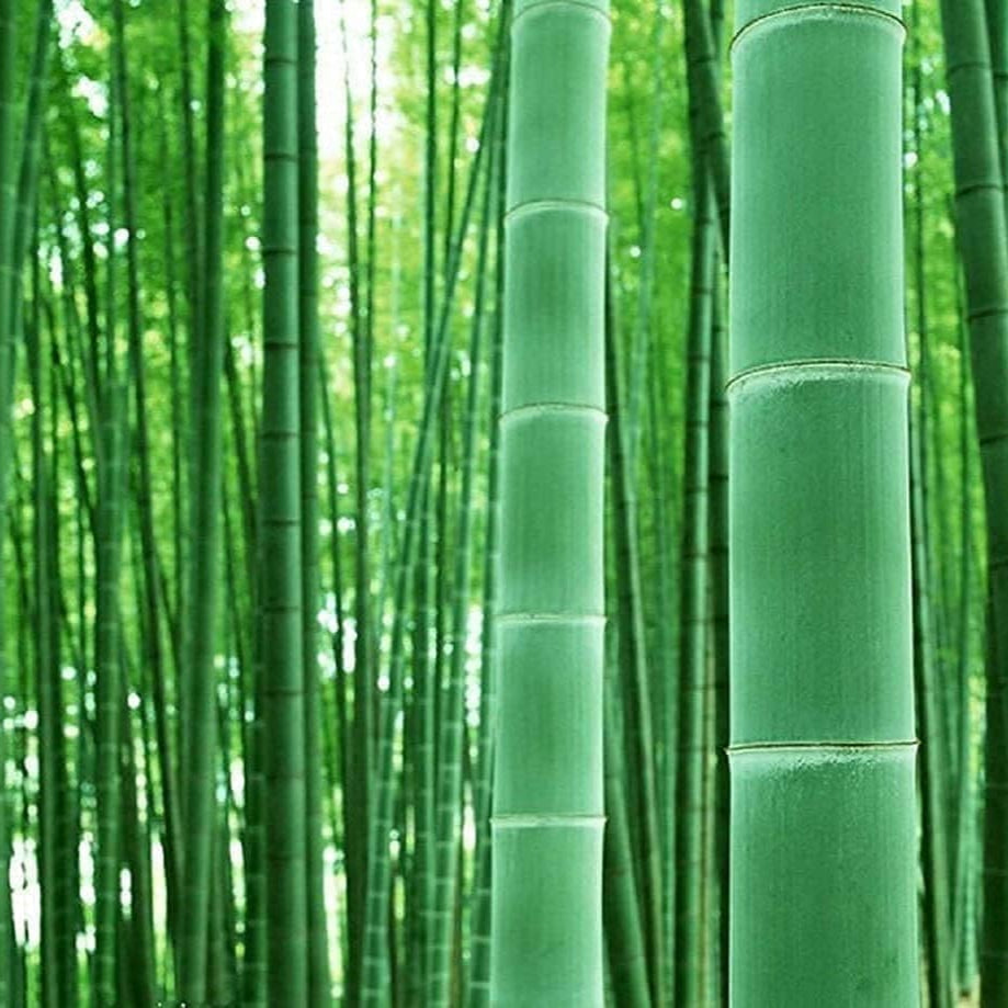 Giant bamboo seeds Up to 50%