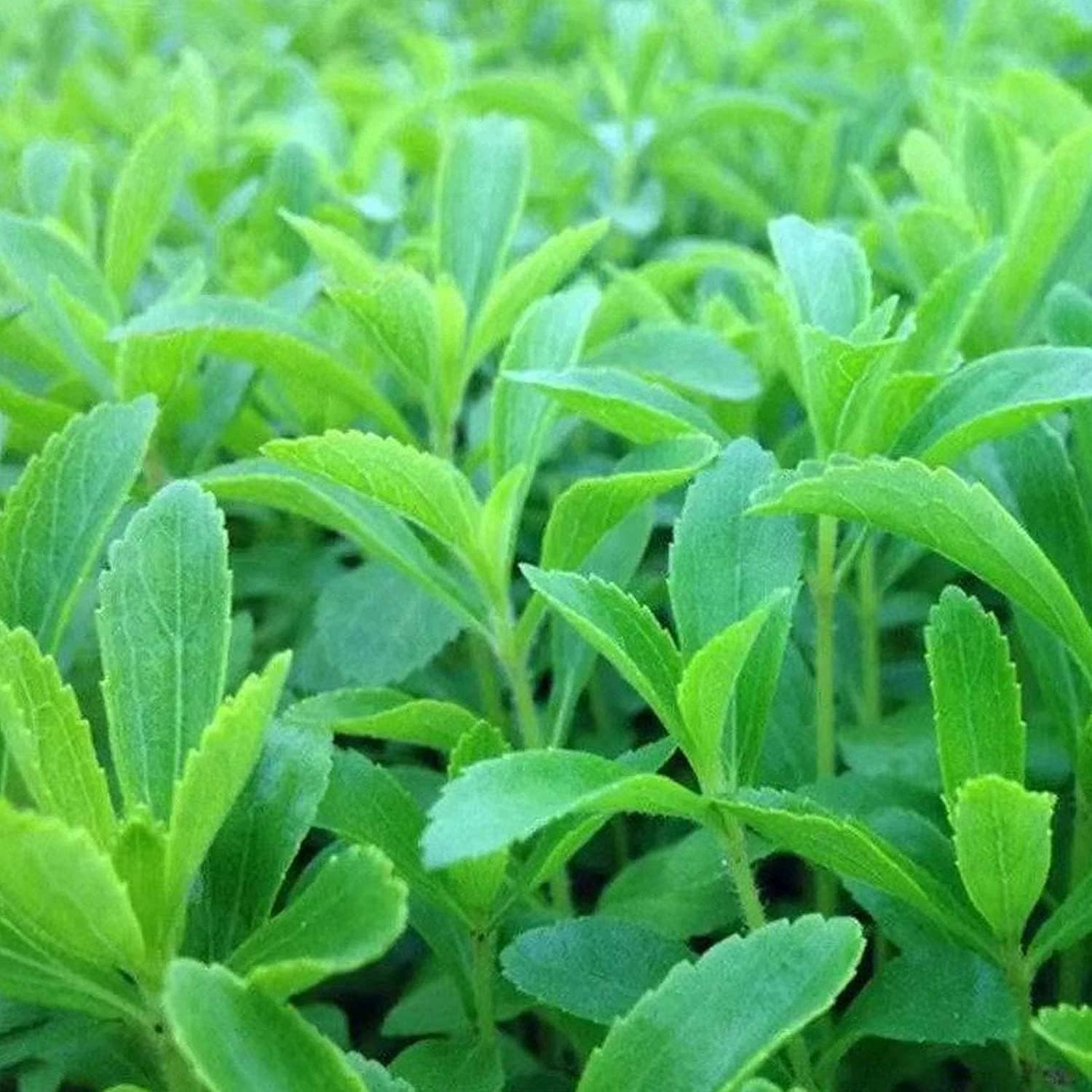 Stevia Sweetleaf Herb Seeds Up to 50% Off