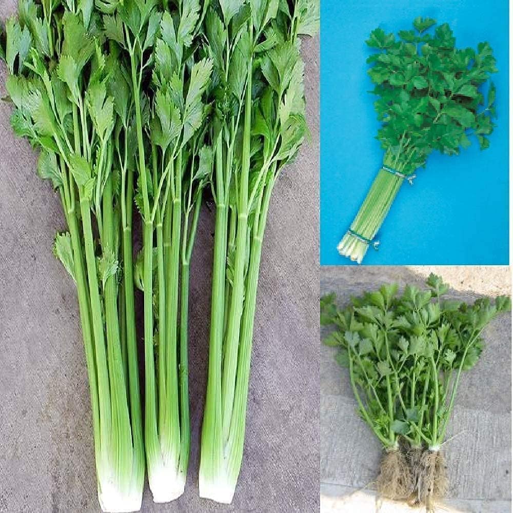 Chinese Celery Vegetable Seeds Up to 50% Off