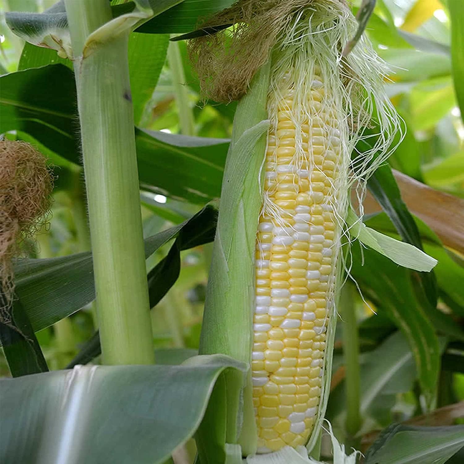 Peaches &amp; Cream Corn Seeds – prime day up to 50%