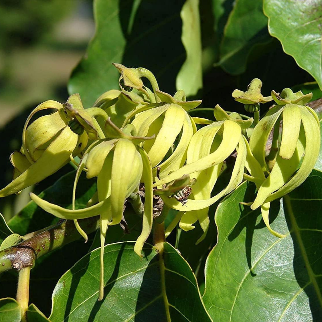 Cananga odorata | Ylang Ylang Up to 50%