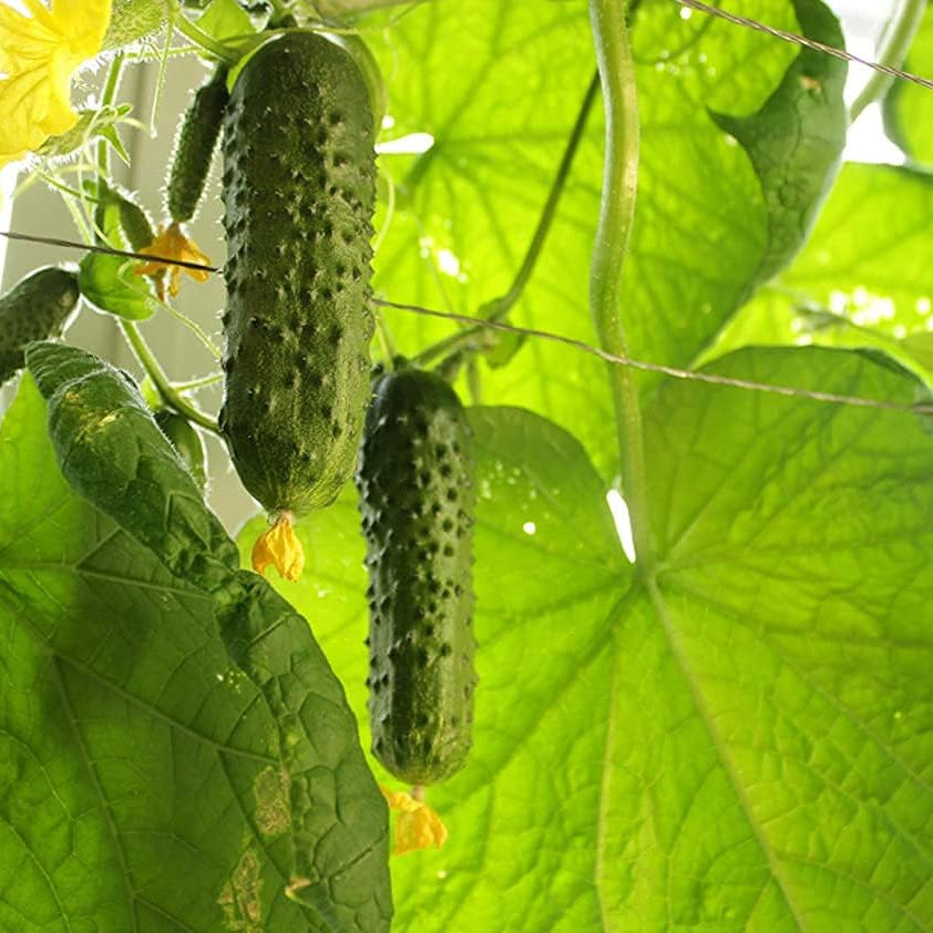 Cucumber seeds up to 50%
