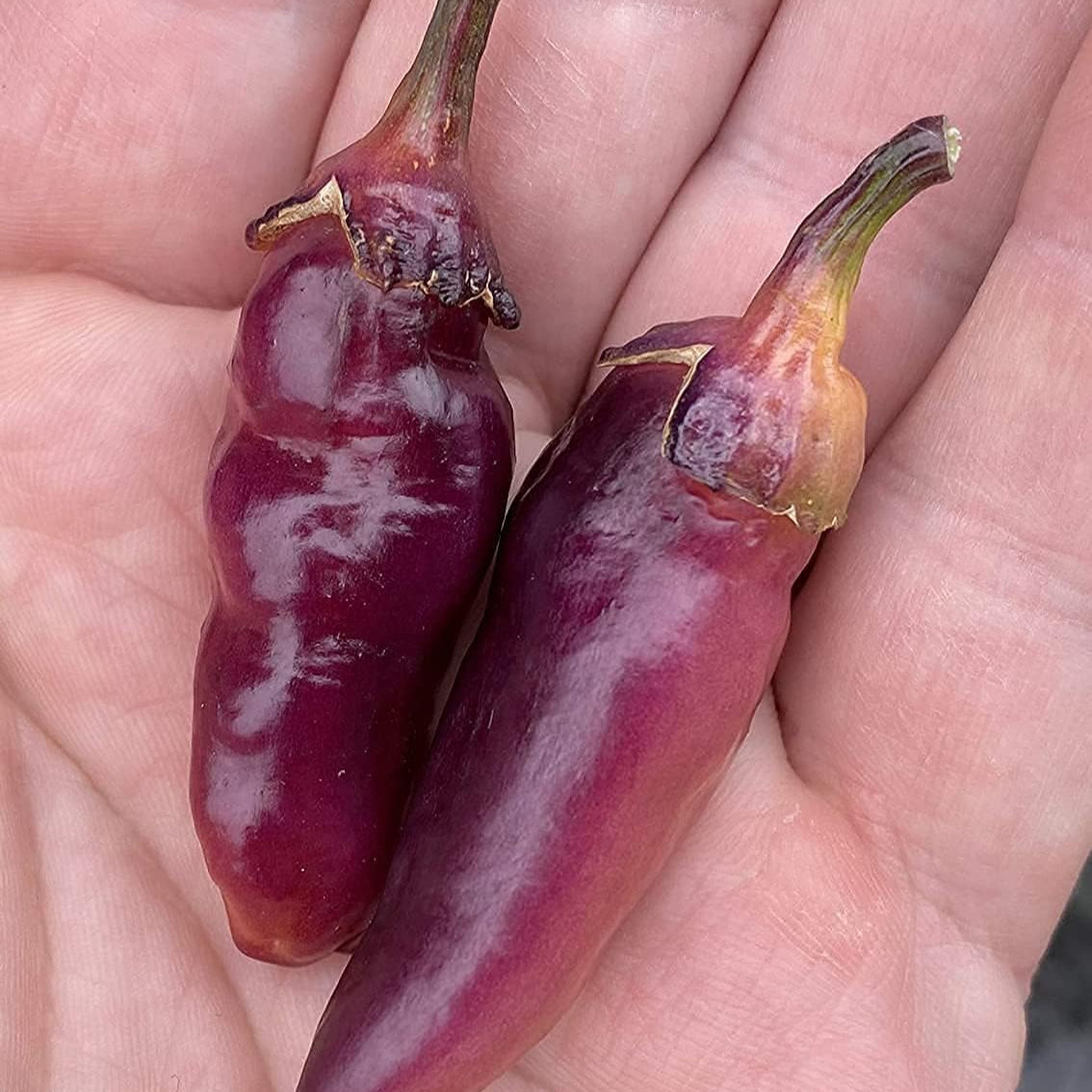 Pink Bubblegum Pepper Seeds  up to 50%