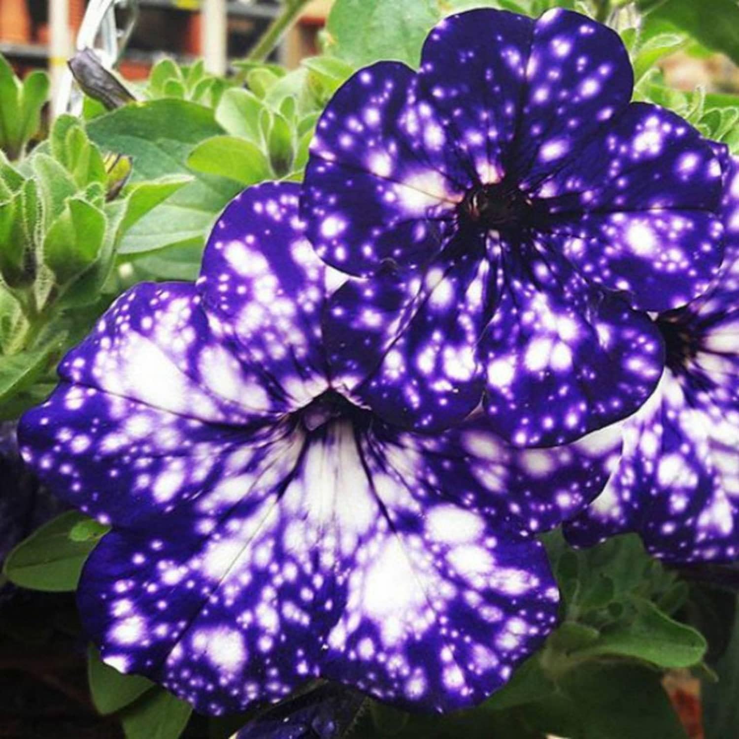 Night Sky Petunia Seeds prime day up to 50%