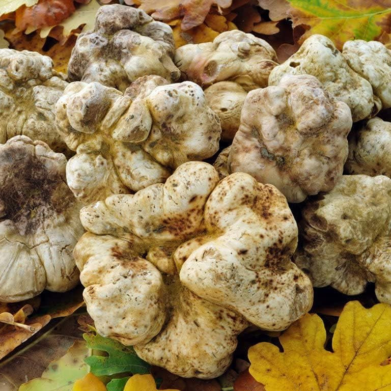 White Truffle Mushroom Spores up to 50%