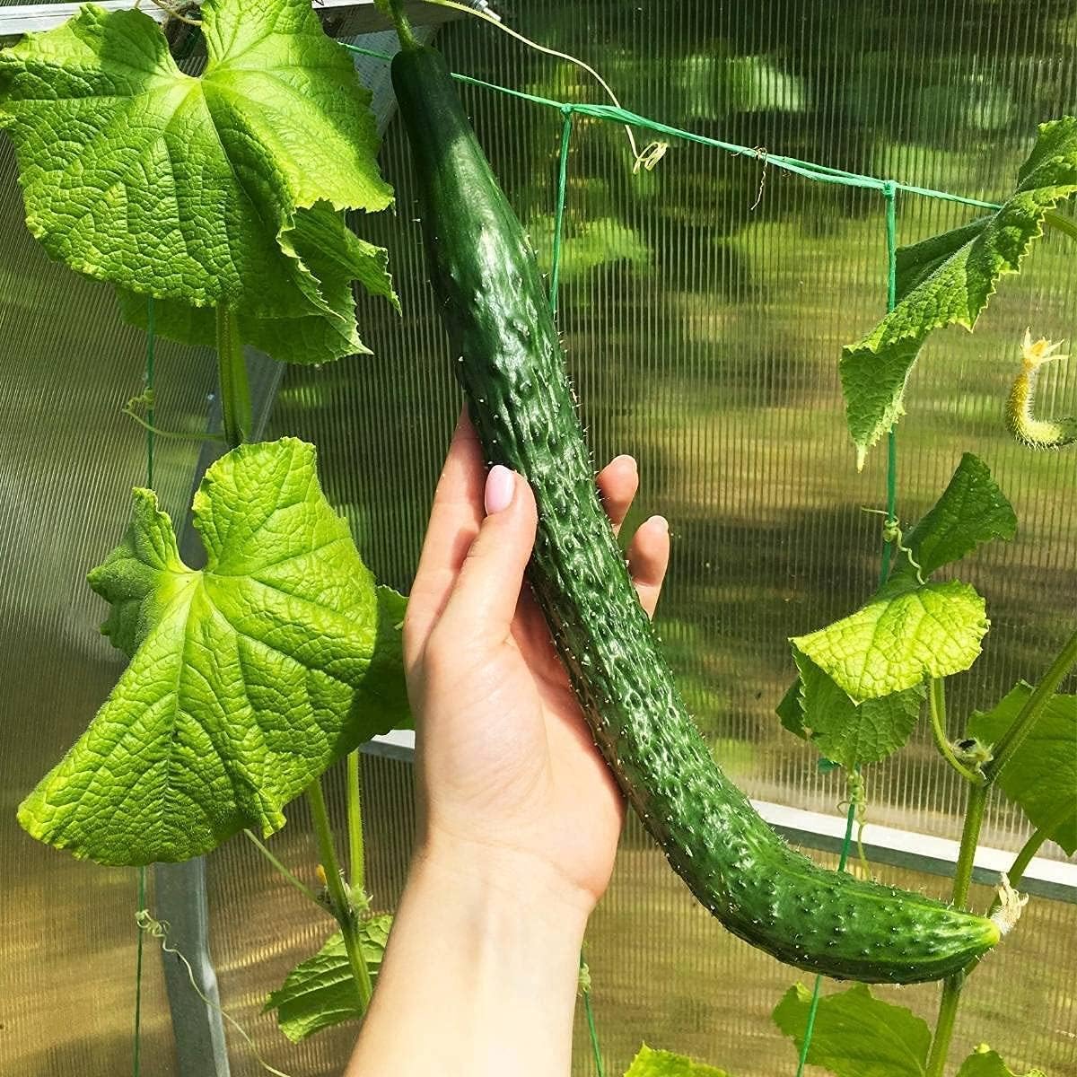Chinese Snake Cucumber Seeds – Armenian Heirloom Vegetable – up to 50%
