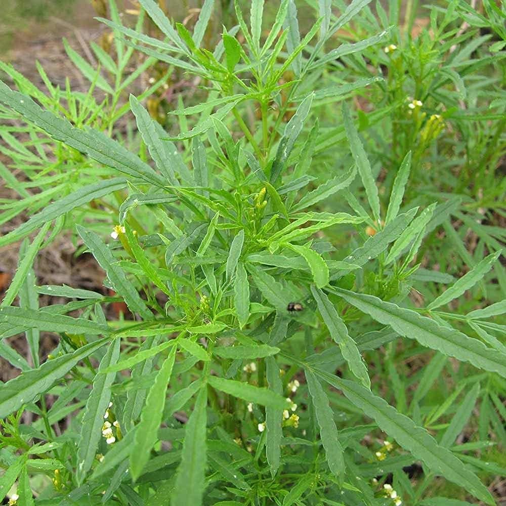 Black Mint Huacatay Seeds Up to 50% Off