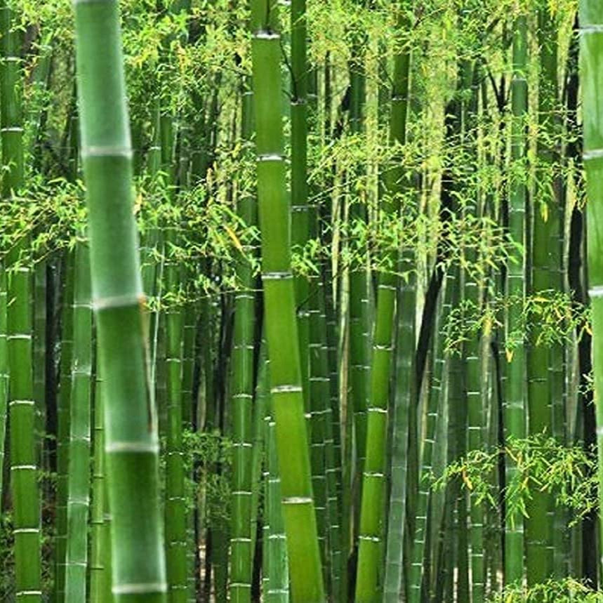Giant Bamboo Seeds