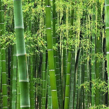 Giant Bamboo Seeds