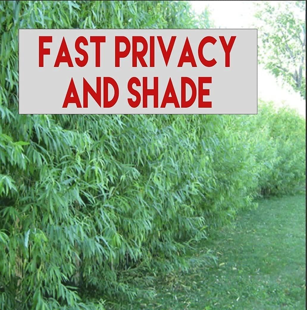 Hybrid Willow Trees seeds up to 50%