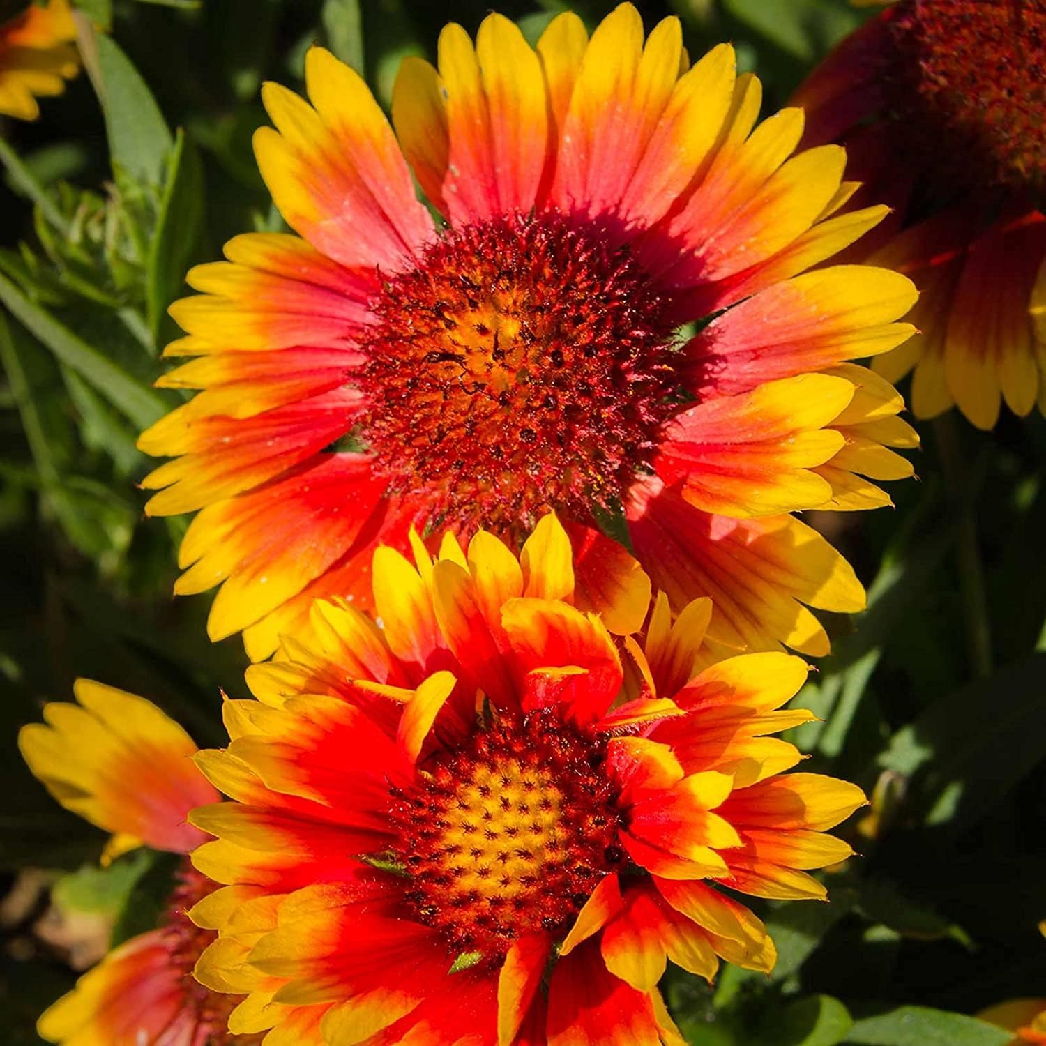 Gaillardia Indian Blanket Seeds Up to 50% Off