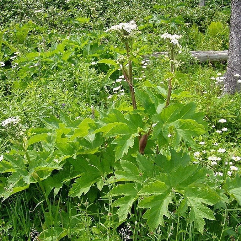 Cow Parsnip Plant Seeds up to 50%