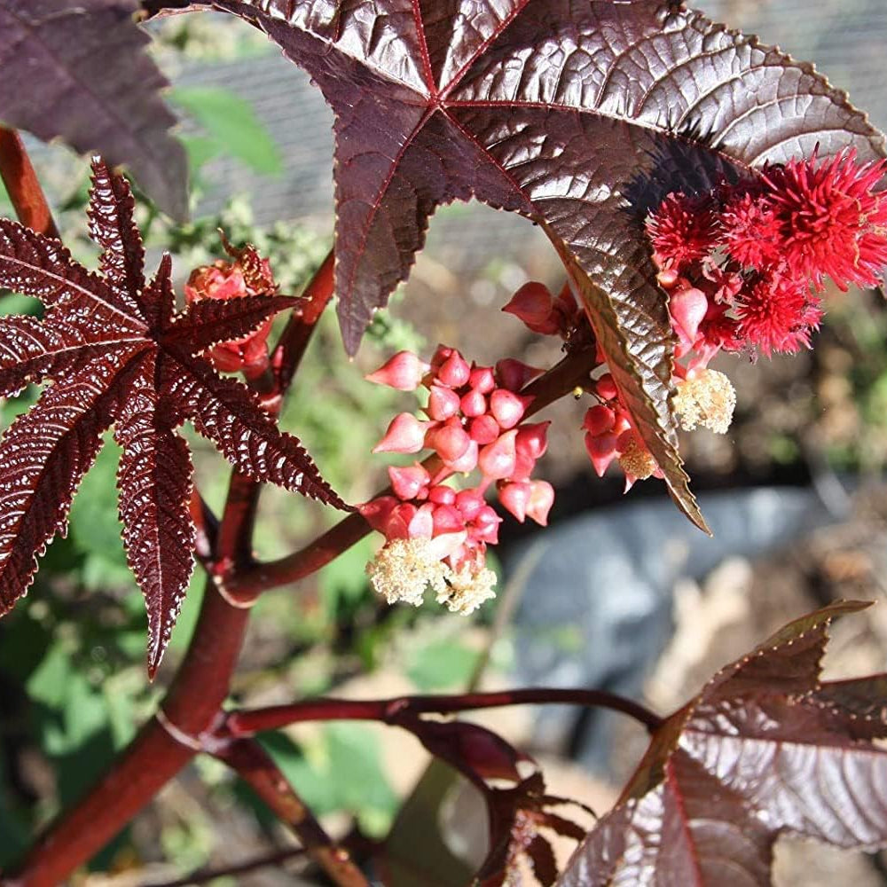 Castor Bean Plant Seeds Up to 50% Off