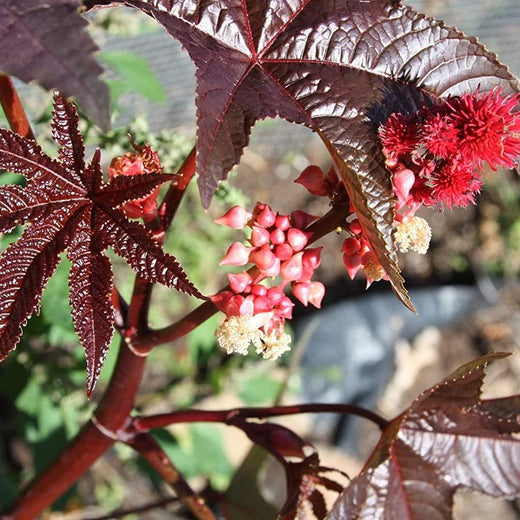 Castor Bean Seeds