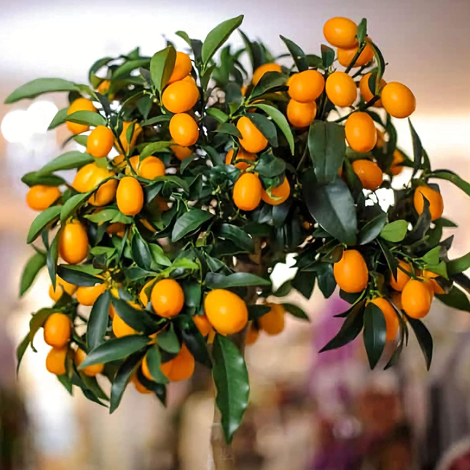 Bonsai Orange Tree Seeds Up to 50% Off