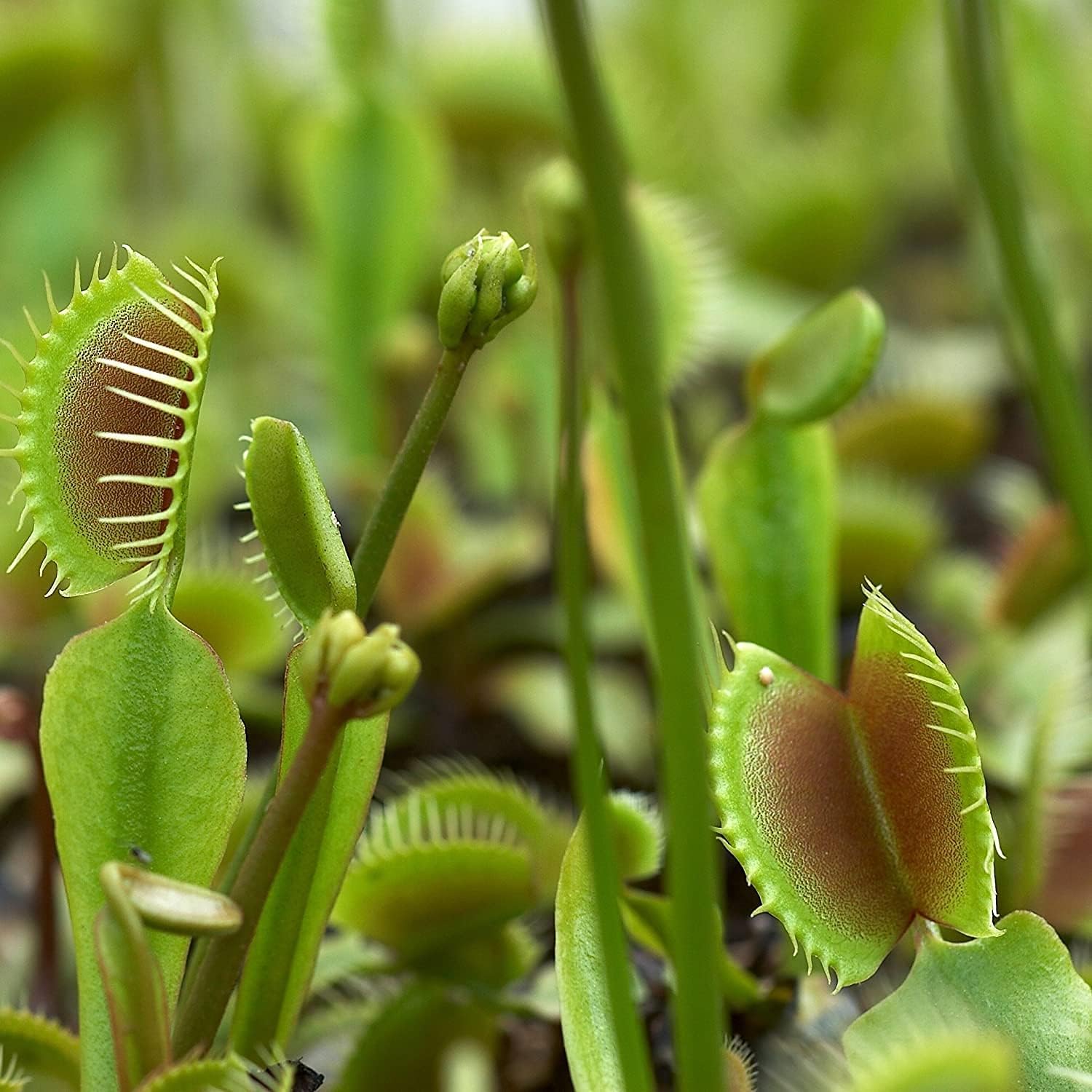 Venus Flytrap Plant Seeds – Carnivorous Indoor & Outdoor Plant – up to 50%
