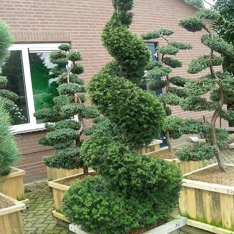 English Yew Tree Seeds up to 50%