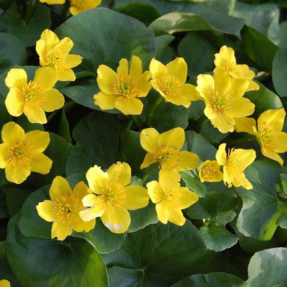 Marsh Marigold Flower Seeds up to 50%