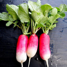 French Breakfast Radish Seeds