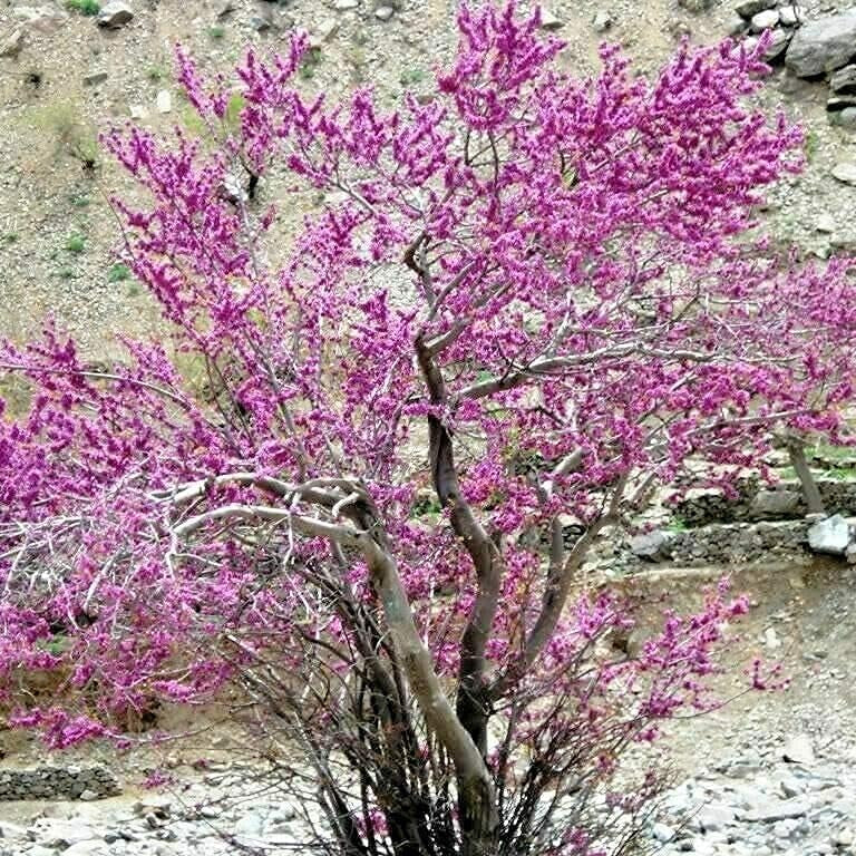 Burning Bush Shrub Seeds up to 50%