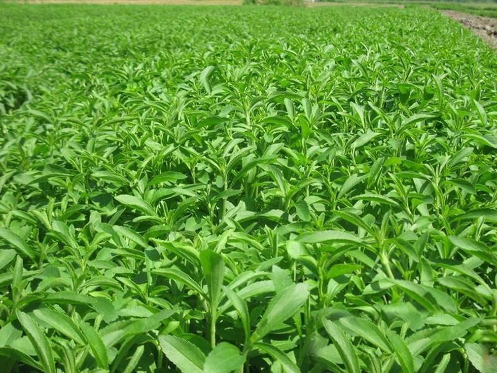 Stevia Rebaudiana Seeds - Larger Packet High Germination 6000-120000 Onsaleseeds