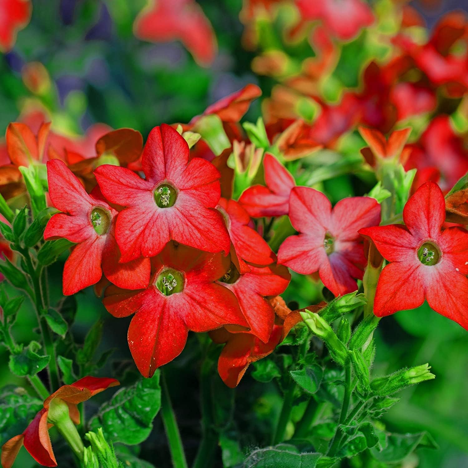 Nicotiana Crimson Bedder Seeds – prime day up to 50%