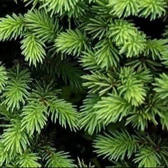 Japanese White Spruce Bonsai Seeds Up to 50% Off