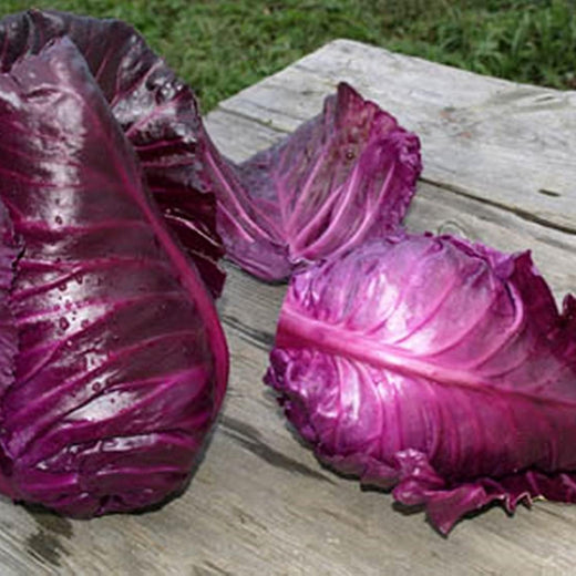 Red Kalibos Cabbage Seeds