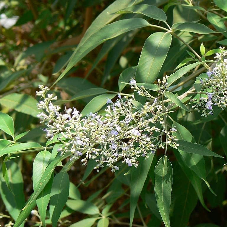 Vitex negundo Seeds Up to 50%