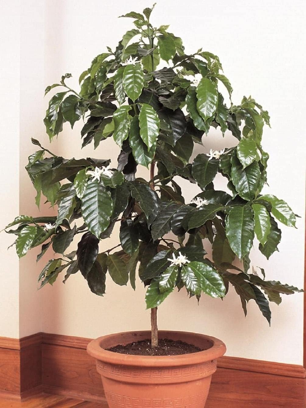 Arabian Coffee Tree Seeds Up to 50% Off