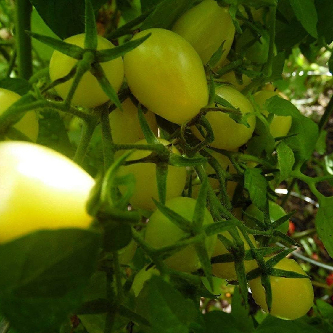 Crazy Cherry Tomato Seeds Up to 50% Off