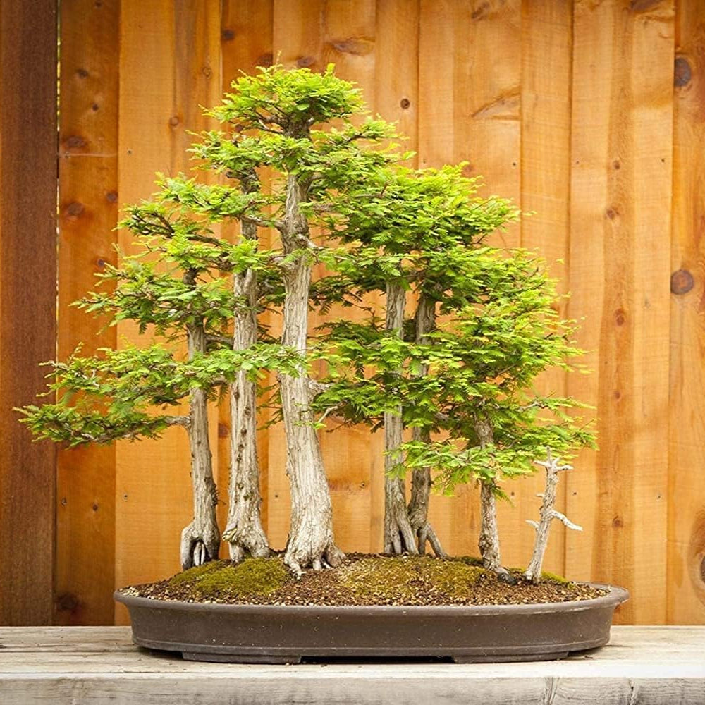 Bald Cypress seeds Up to 50%