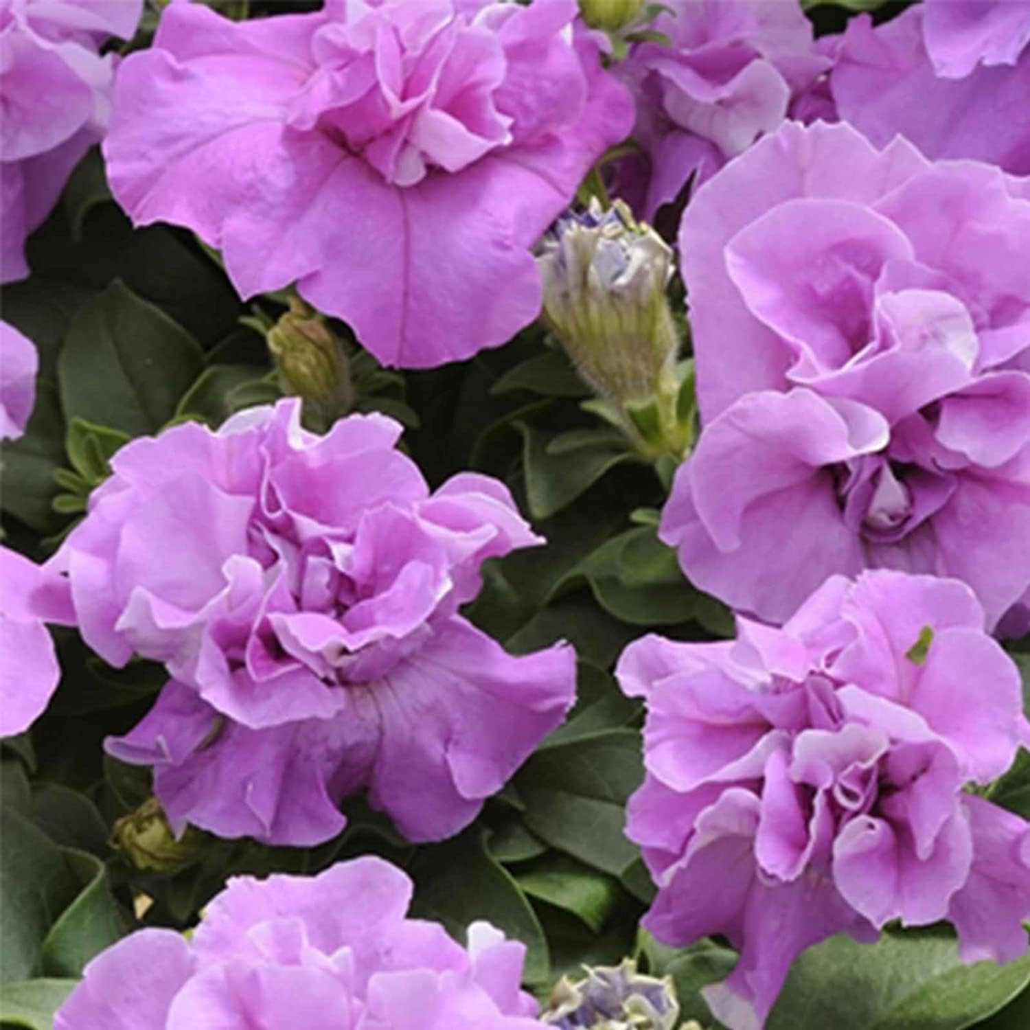 Lavender Double Petunia Seeds up to 50%