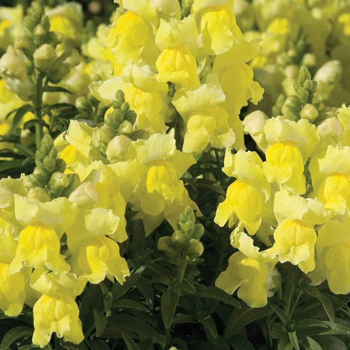 Snapdragon Dwarf Yellow Seeds – Vibrant Outdoor Garden Flowers – Up to 50%
