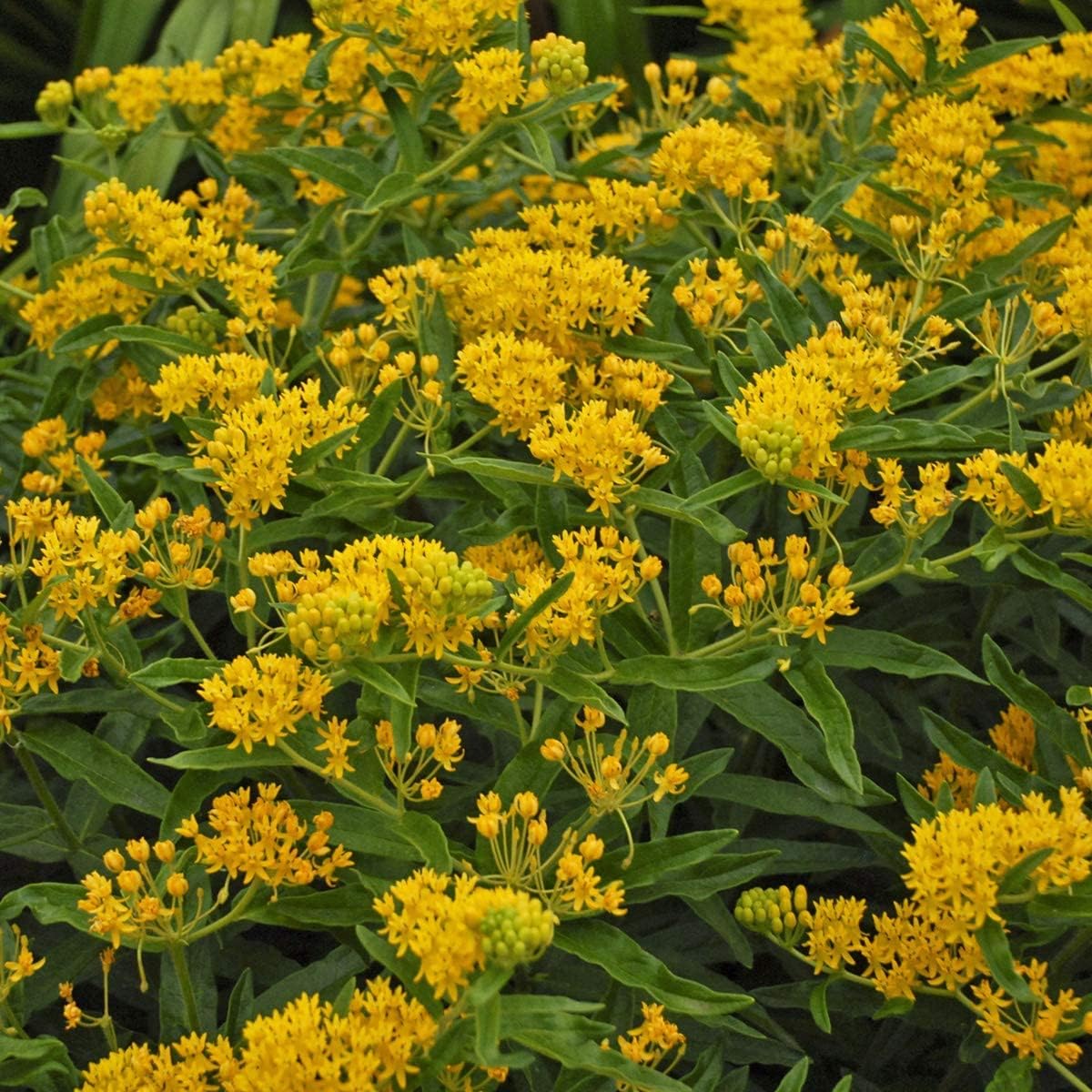 Butterfly Milkweed ‘Hello Yellow’ seeds Up to 50%