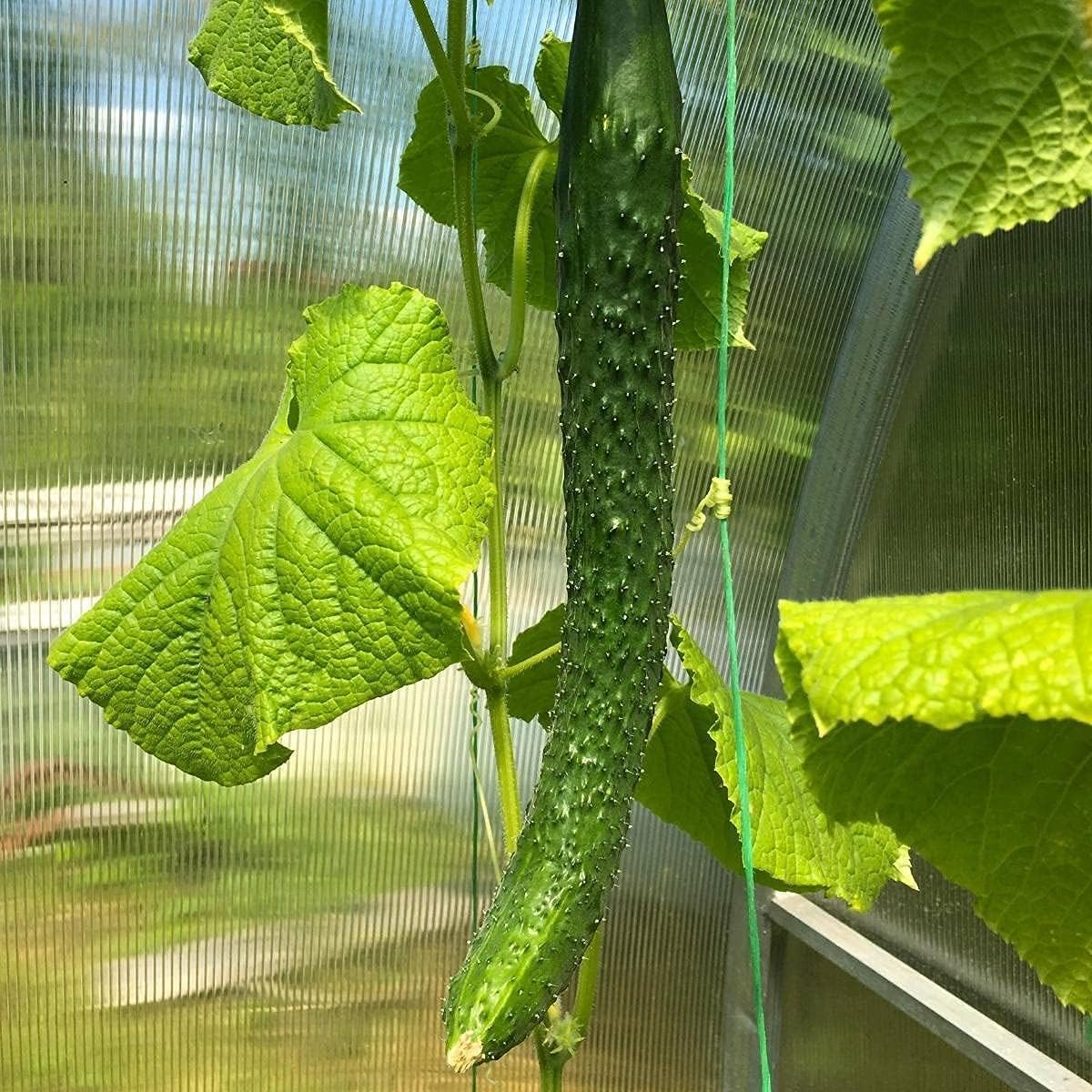 Chinese Snake Cucumber Seeds – Armenian Heirloom Vegetable – Up to 50%