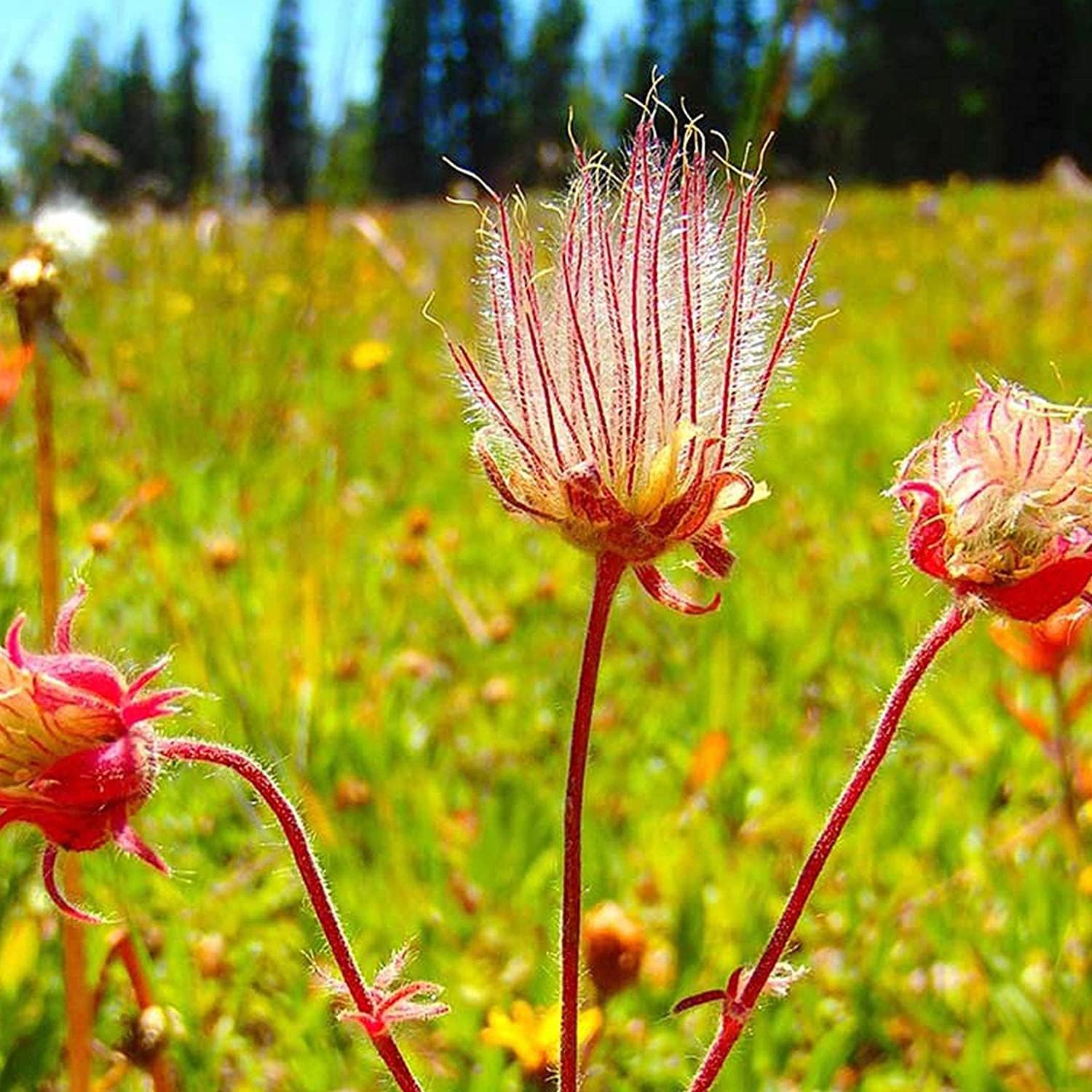 Prairie Smoke Flower Seeds up to 50%
