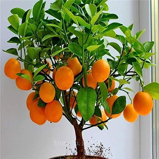 Bonsai Orange Tree Seeds