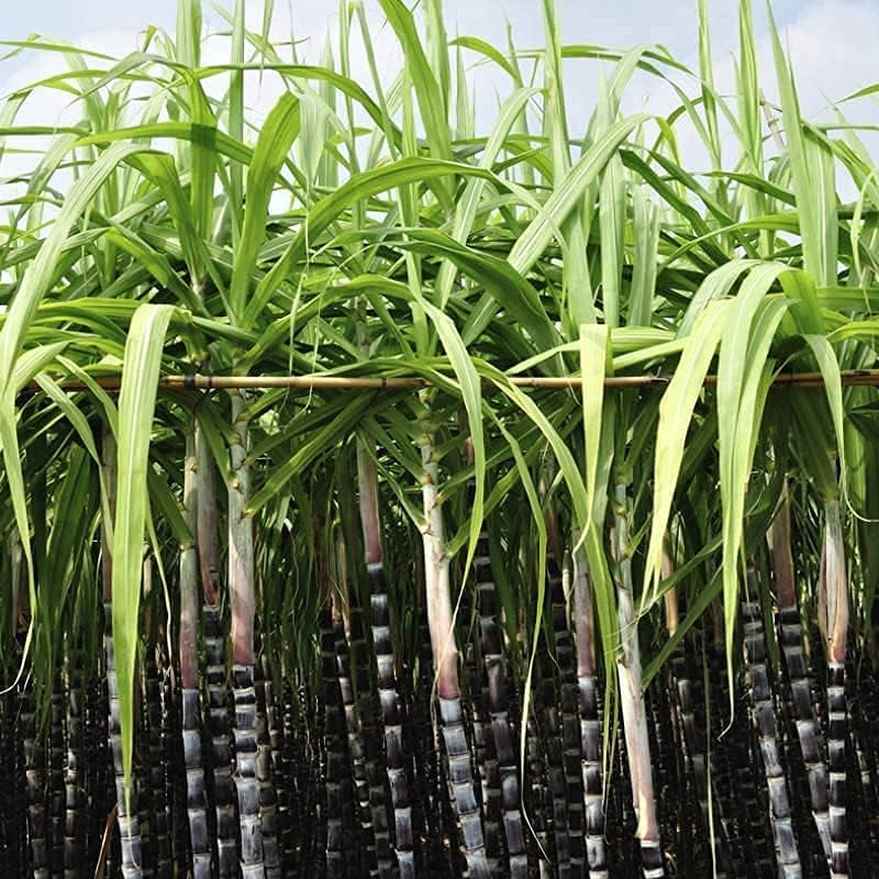 Giant Sugar Cane Seeds up to 50%