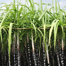 Sugar Cane Seeds