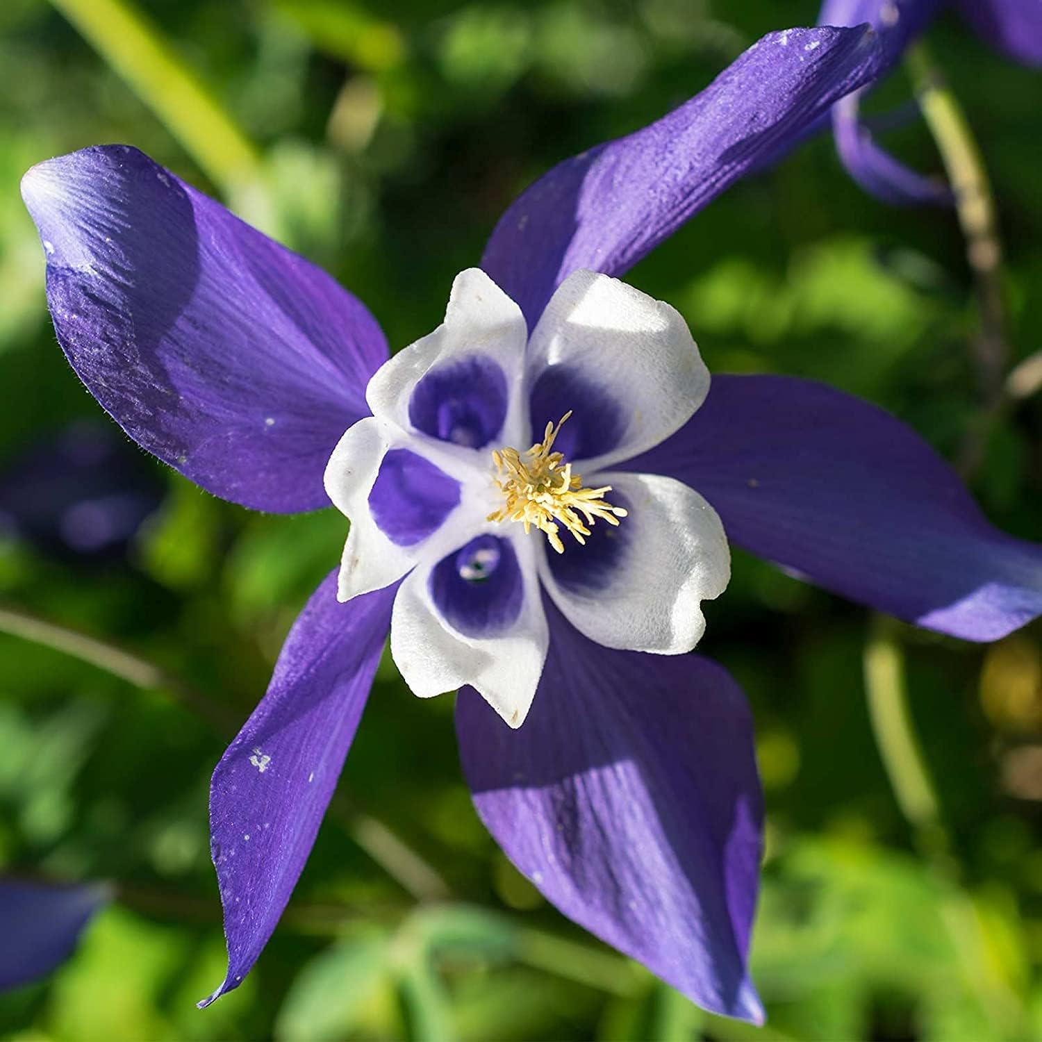 Colorado Blue Columbine Seeds – Perennial Wildflower | Up to 50%