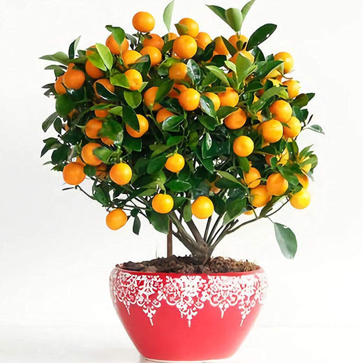 Bonsai Orange Tree Seeds