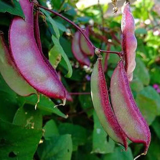 Purple Hyacinth Bean Seeds